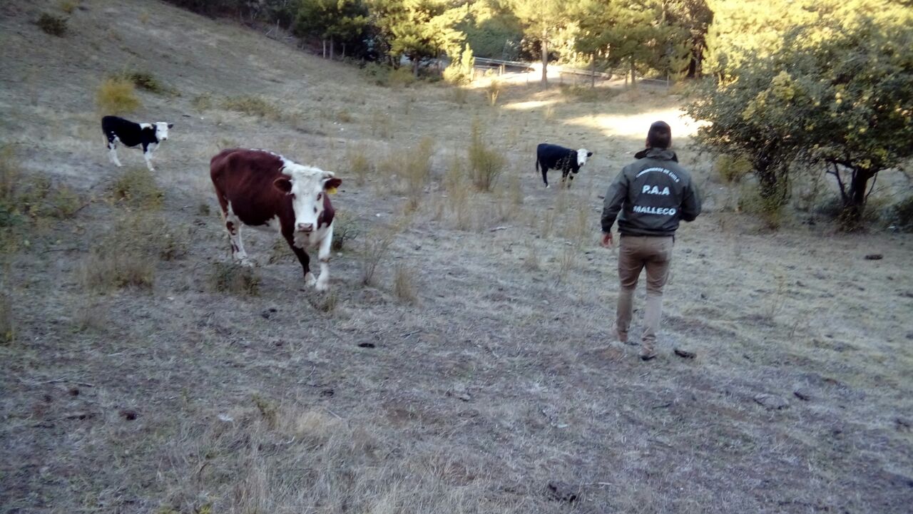 Carabineros Recuper Vacunos Que Iban A Ser Comercializados En Feria De